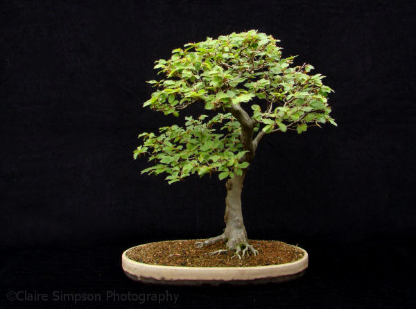 beech bonsai